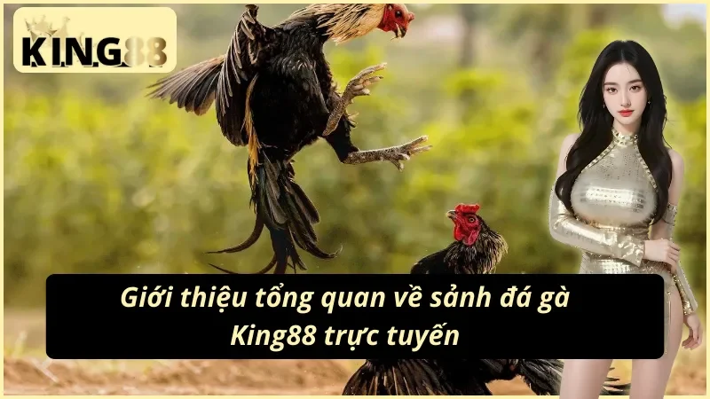 Đá Gà King88 - Nơi Gặp Gỡ Các Chiến Kê Số 1 Thị Trường 2 Tổng quan về hình thức đá gà King88